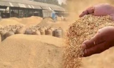 आरा : पैक्स अध्यक्ष की मनमानी से किसान परेशान, सरकारी दर पर नहीं ले रहे धान...